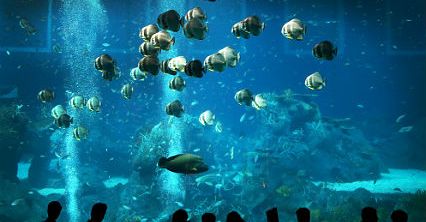 Oceanarium w Singapurze