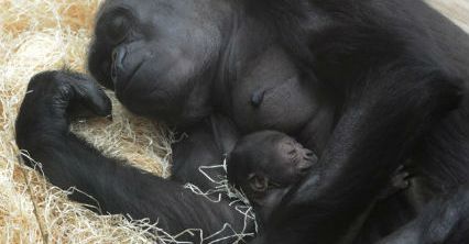 W praskim zoo urodził się goryl