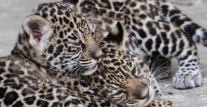 Młode jaguary z Krakowa