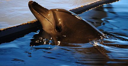 Delfin wraca na wolność