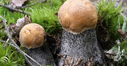 Pogoda sprzyja grzybom