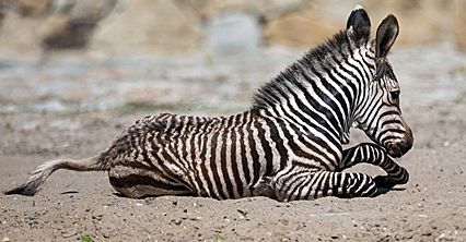 Młoda zebra z wrocławskiego zoo