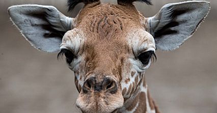 Tygodniowa żyrafa we wrocławskim zoo