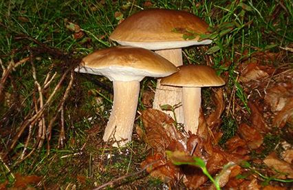 Wielkie grzybobranie