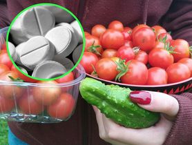 Uprawiasz pomidory lub ogórki? Ten lek pomoże ochronić uprawy przed chorobami