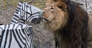 Lwy upolowały "zebrę" w Łodzi