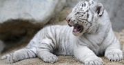 Młode białe tygrysy
