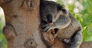 Dlaczego koala tulą się do drzew?