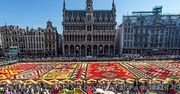 Kolorowy dywan z kwiatów w Brukseli