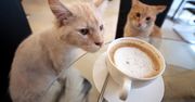 Kawiarnia dla kotów