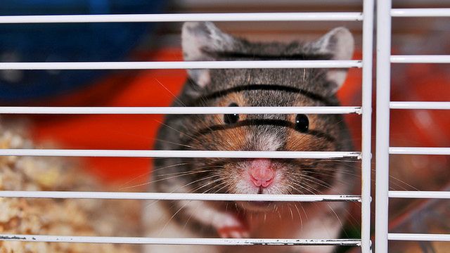 Nie będzie pozwu zbiorowego. Chomikuj.pl uratowane? 1