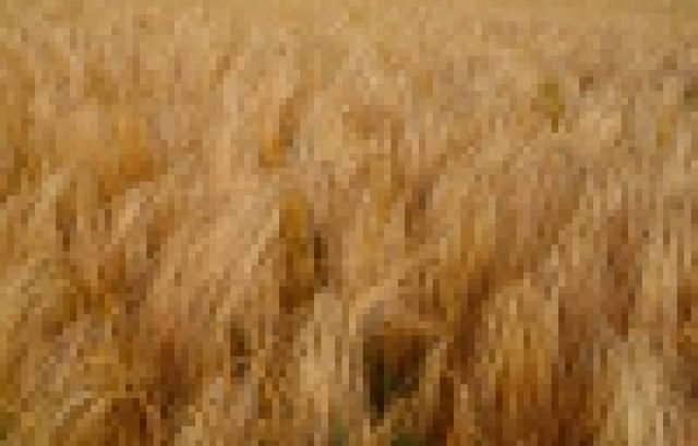IGC prognozuje zbiory zbóż w sezonie 2015/16