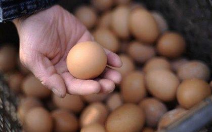Jajka bez antybiotyków są droższe. Warto je kupować?