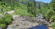 Tatry. Niedźwiedź zażywa kąpieli w potoku w Dolinie Chochołowskiej