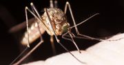 Komary coraz groźniejsze. Przenoszą choroby