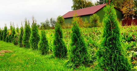 Za niecałe dwa złote możesz wzmocnić tuje. Efekty domowej odżywki potrafią zaskoczyć