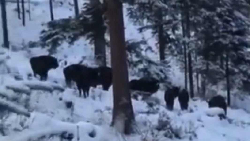 Leśnicy natknęli się na stado żubrów 