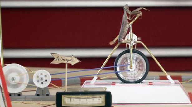 Telefon zasilany owadami? „Bug Circus" pokazuje, że to możliwe [wideo] 1