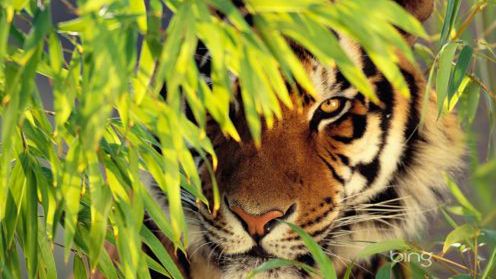 Najładniejsze zdjęcia z wyszukiwarki Bing na Twoim pulpicie 1