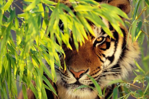 Tygrys (Fot. Best of Bing)