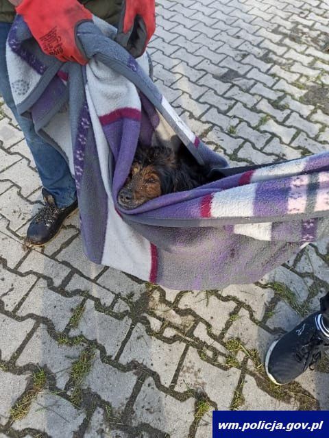 Policjanci uratowali psa.