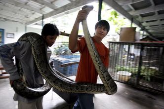 Pyton birmański "panoszy się" na Florydzie. Zagraża innym gatunkom