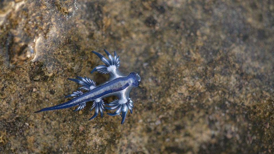 "Niebieski smok" Glaucus atlanticus