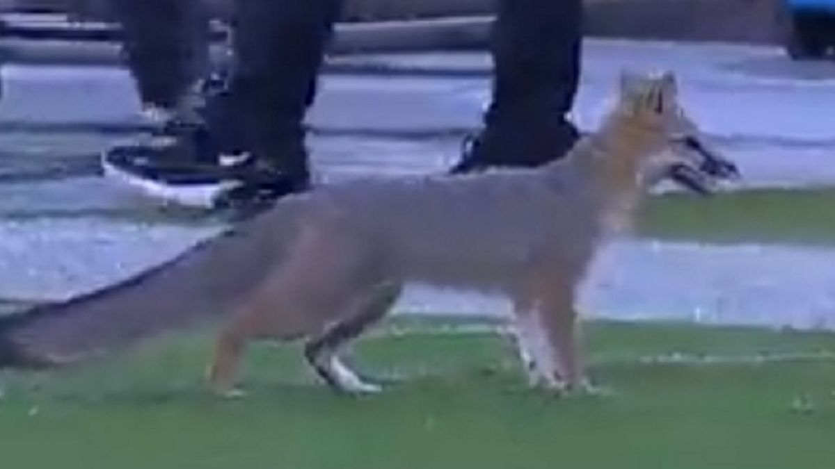 Lis na meczu futbolu amerykańskiego