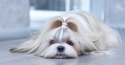 Shih tzu – wygląd, charakter, pielęgnacja, cena