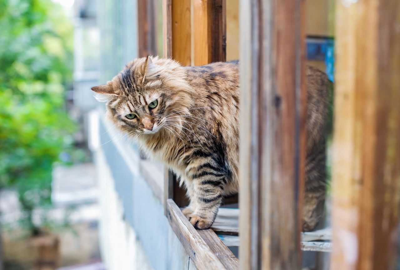 Czy to prawda, że kot zawsze spada na cztery łapy? Rozszyfrowujemy mit