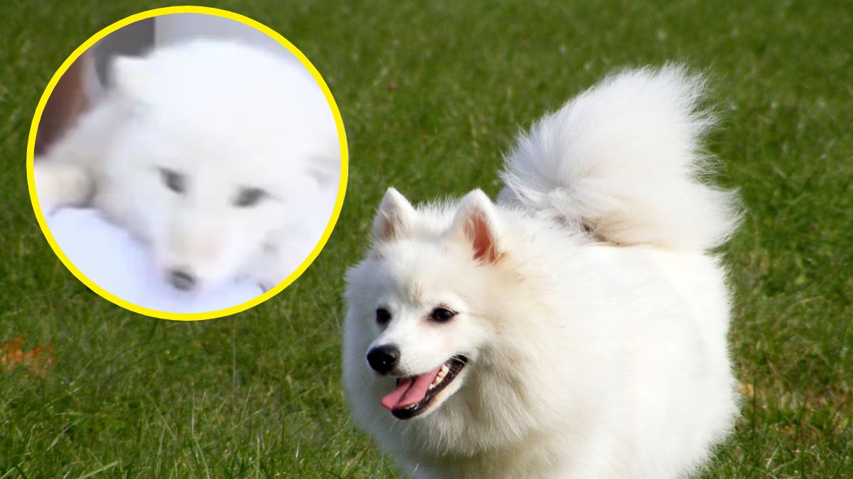 Kobiecie sprzedano białego lisa