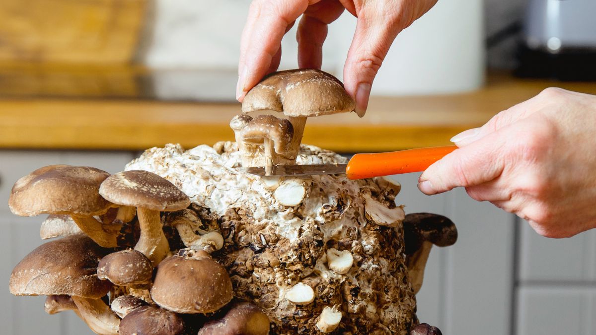 Grzyby shiitake możesz wyhodować w domu 