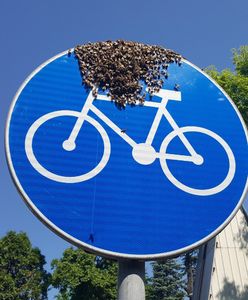 "Pszczoły na rowerze". Interwencja straży miejskiej na warszawskim Żeraniu