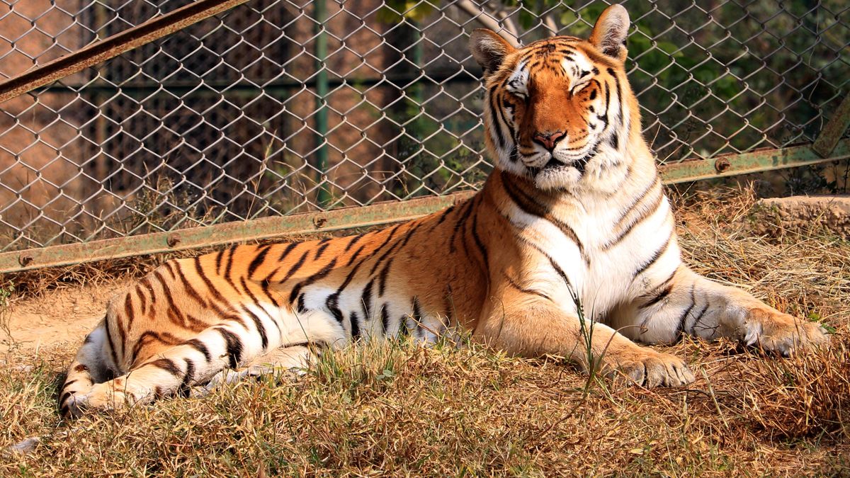 Tragedia w ogrodzie zoologicznym w Zurychu. Kobieta nie żyje