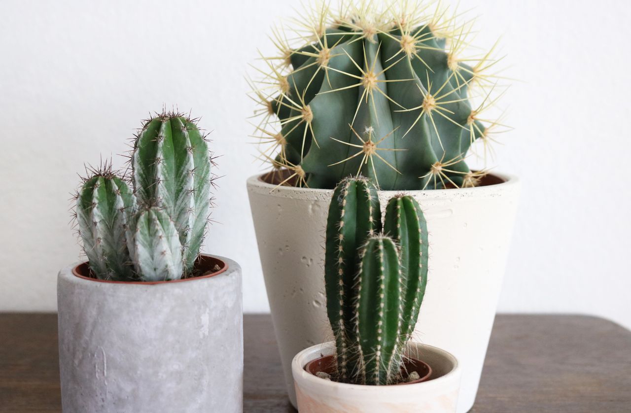 Cacti do not require special care.