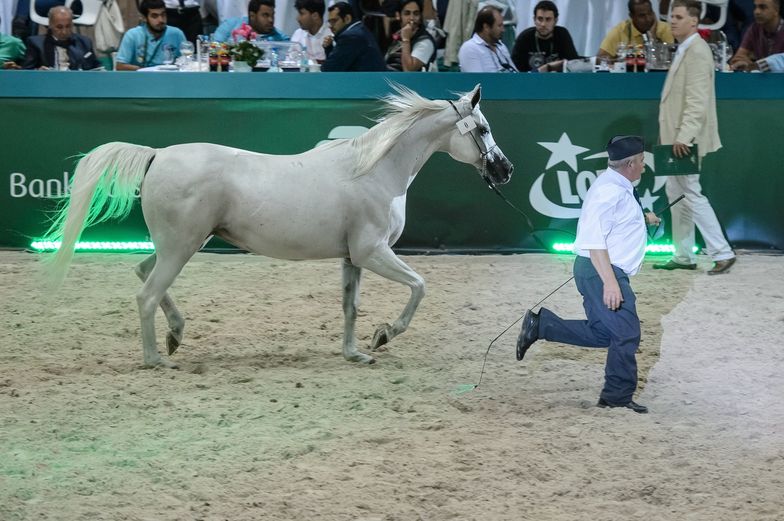 PO zapowiada wniosek do prokuratury ws. aukcji w Janowie Podlaskim