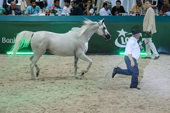 PO zapowiada wniosek do prokuratury ws. aukcji w Janowie Podlaskim