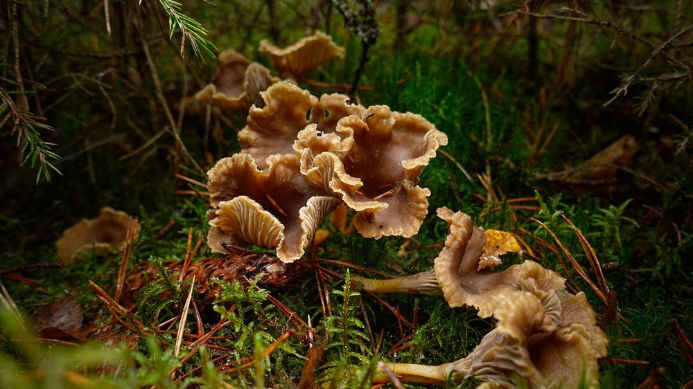 Pieprznik trąbkowy rośnie w lasach iglastych, mieszanych i liściastych