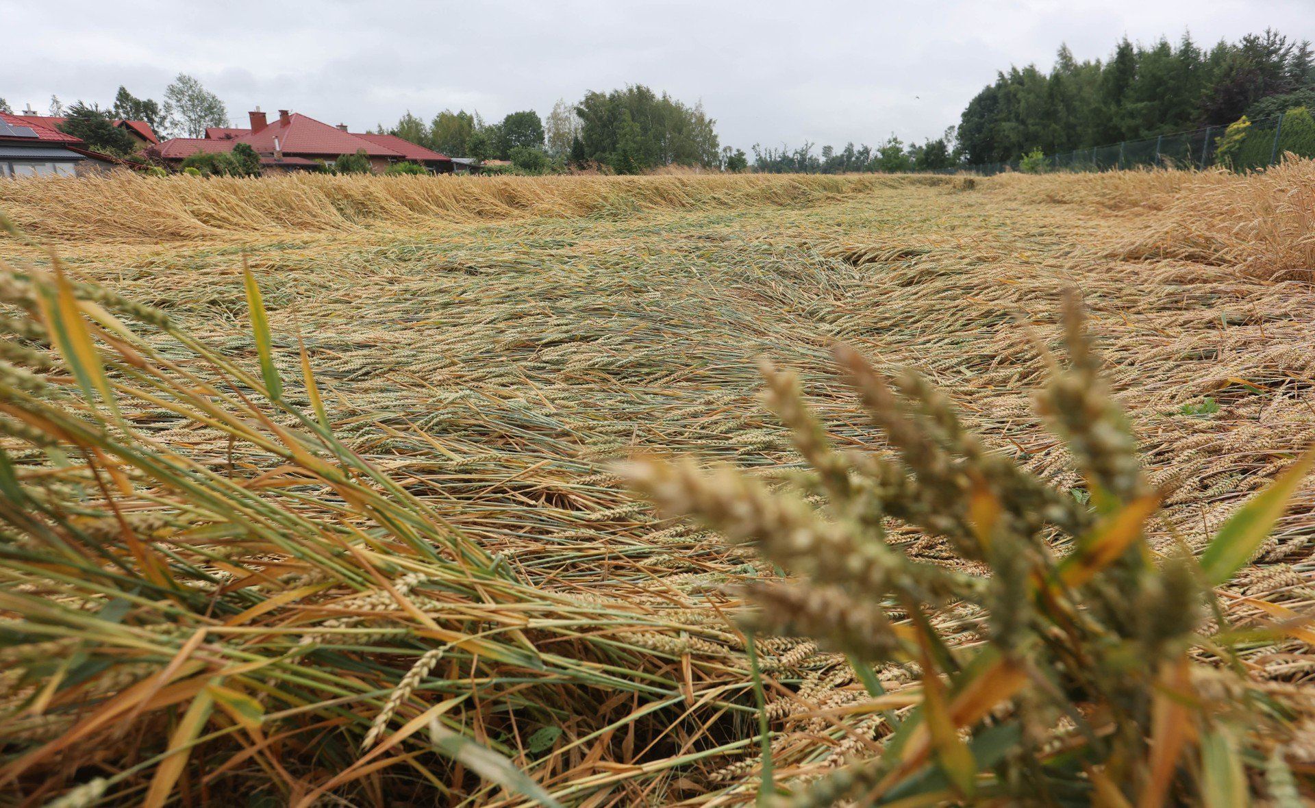 Powalone zboża w Głuchowie