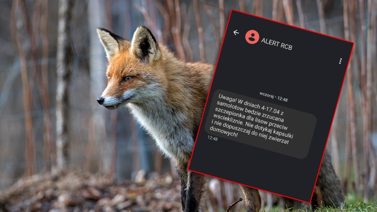 Alert RCB: Z samolotów będzie zrzucana szczepionka dla lisów