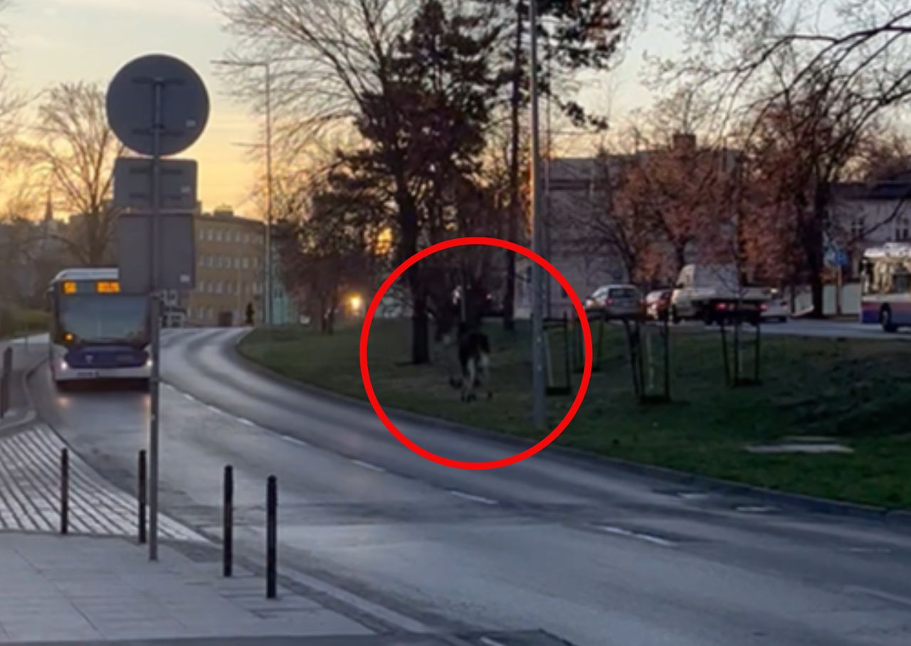 Wideo z Bydgoszczy. Bez skrępowania spacerowały po ruchliwym centrum
