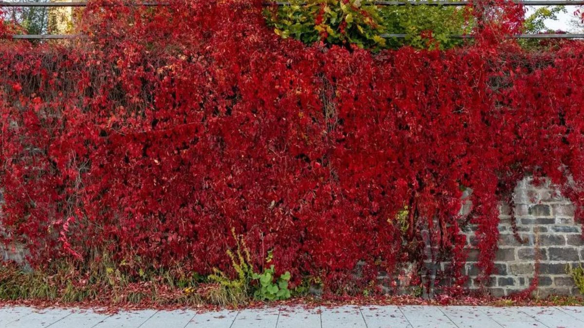 Tutaj ukryła się naga kobieta. Widzisz ją?