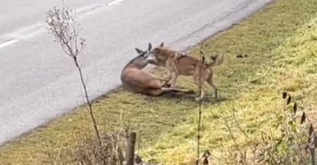 Atak wilka nagrany. Sceny przy drodze. Pokazali ujęcia ze Słowacji