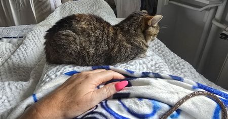 Mój kot ciągle domaga się uwagi. Czy naprawdę za mną tęskni?