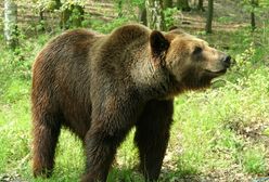 Niedźwiedzie w centrum Zakopanego. Wyjmowały jedzenie z plecaka turysty