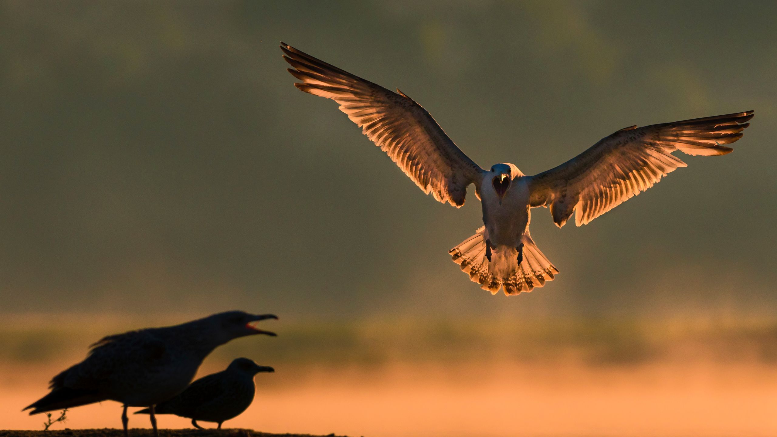 Ćwierć morgi błota, czyli o fotografowaniu ptaków 11