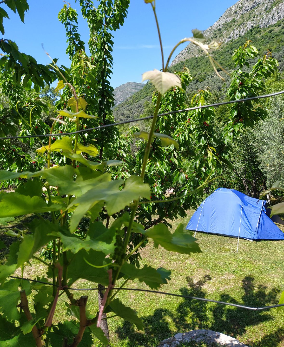 W gaju oliwnym można przenocować pod namiotem