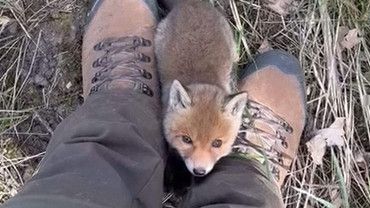 Młody lisek nagle pojawił się przy nogach leśnika