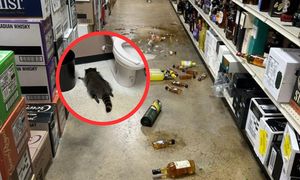 USA. Libacja i wandalizm w sklepie. Winnym szop pracz