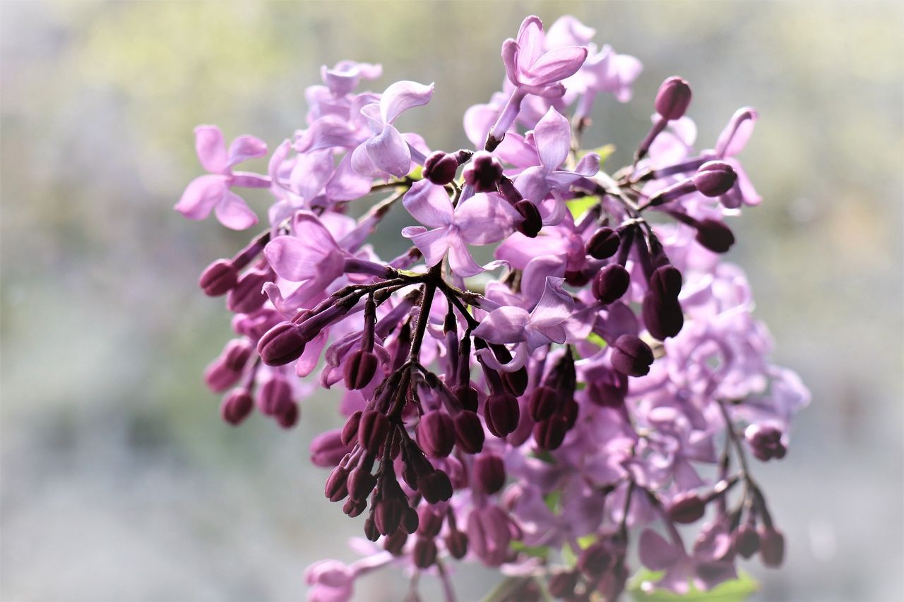 Keeping Summer's Scent Alive: Secrets to Long-Lasting Lilacs in your Home